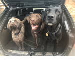 Dog grouppppppppppppppp