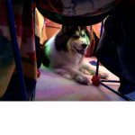 Fort Husky Group Thumbnail