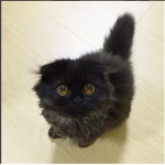 Cat club life