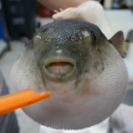 Pufferfish Whisperer