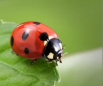 Ladybug1!!1 Group