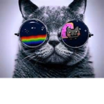 Awesome cat Fan Group