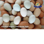 EGG GANG EPIC