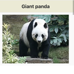 Join panda gang