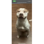 Good doggo