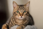 The Awesome Cat Gods