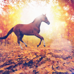 Horse cub
