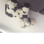 |~Cuddly Teddy~|