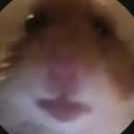 Penguins gaming