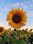 ~* Sunflower Army *~