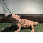 Booonana
