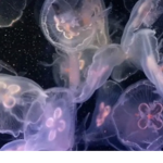 JELLYES