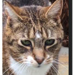 #the_best_kitty_gamers
