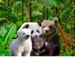The Empire Of Bears