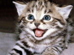 {+Weheartcats+}