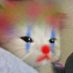 = Kitten circus =