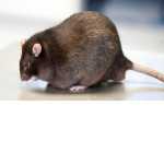 epik rats club B)
