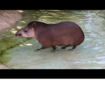 The Tapir Tappers