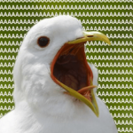 PekPek