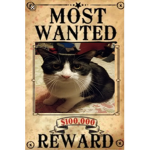 THE REAL Kitty Squad!