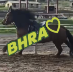 Bean horse ridding Academy