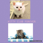 Kitty Club Forever