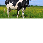 The cow group! <3