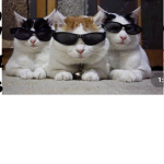 Los gatos #########