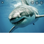 The shark club made by shark