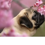 Puggie Palz