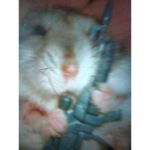 HAMSTERS GODS