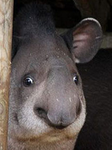 Za Derpy Group