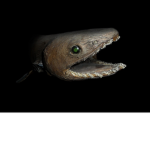 ThatSharkGang