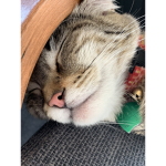 CrazyCats Studios