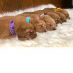 !The Golden Pupps!