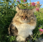 - dahlias garden - {STAFF AUDS}