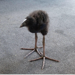 Badorkbee Kiwis