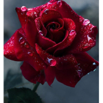 ~RoseThorn Rivers~