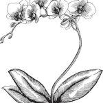 Orchid’s Abode