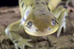 salamander!