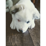 hiiii!!