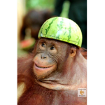 banana sisters and brothers work with the bigheads