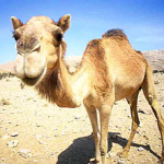The skinniest camels