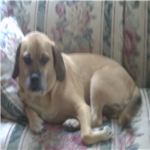 Dogs are living things, too!