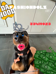 FashionDolz