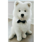 We Love All Doggy