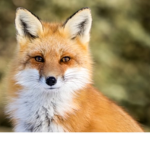 FOX UNITED!!!!!