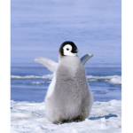 The pinguïns
