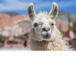 Llamas Anonymous
