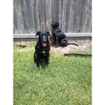 Zoey and daisy the pups